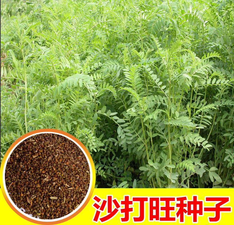 沙打旺种子多年生牧草绿肥草护坡草耐寒耐旱耐盐碱进口种子