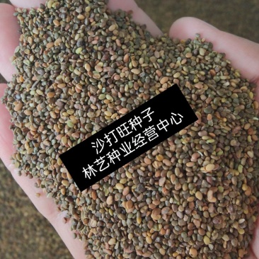 沙打旺种子多年生牧草绿肥草护坡草耐寒耐旱耐盐碱进口种子