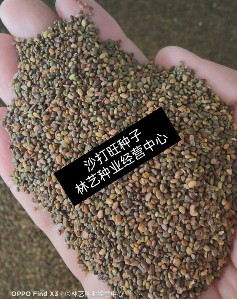 沙打旺种子多年生牧草绿肥草护坡草耐寒耐旱耐盐碱进口种子