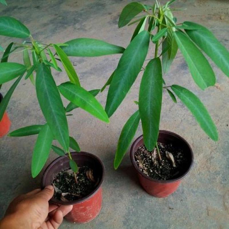 跳舞草种子会动的植物阳台观叶植物种子奇趣盆栽观叶花卉植物