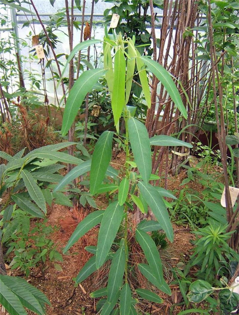 跳舞草种子会动的植物阳台观叶植物种子奇趣盆栽观叶花卉植物