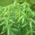 跳舞草种子会动的植物阳台观叶植物种子奇趣盆栽观叶花卉植物