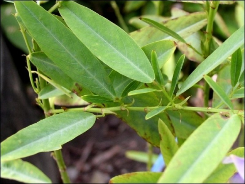跳舞草种子会动的植物阳台观叶植物种子奇趣盆栽观叶花卉植物