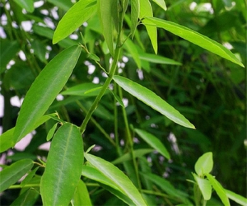 跳舞草种子会动的植物阳台观叶植物种子奇趣盆栽观叶花卉植物