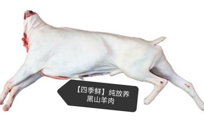 黑山羊白条羊酮体0注水0加工一手货源纯黑小耳