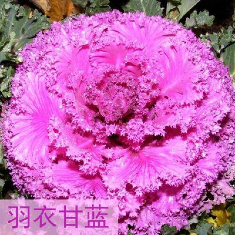 进口羽衣甘蓝种子羽衣甘蓝苗维塔萨蔬菜种子观赏食用四季阳台