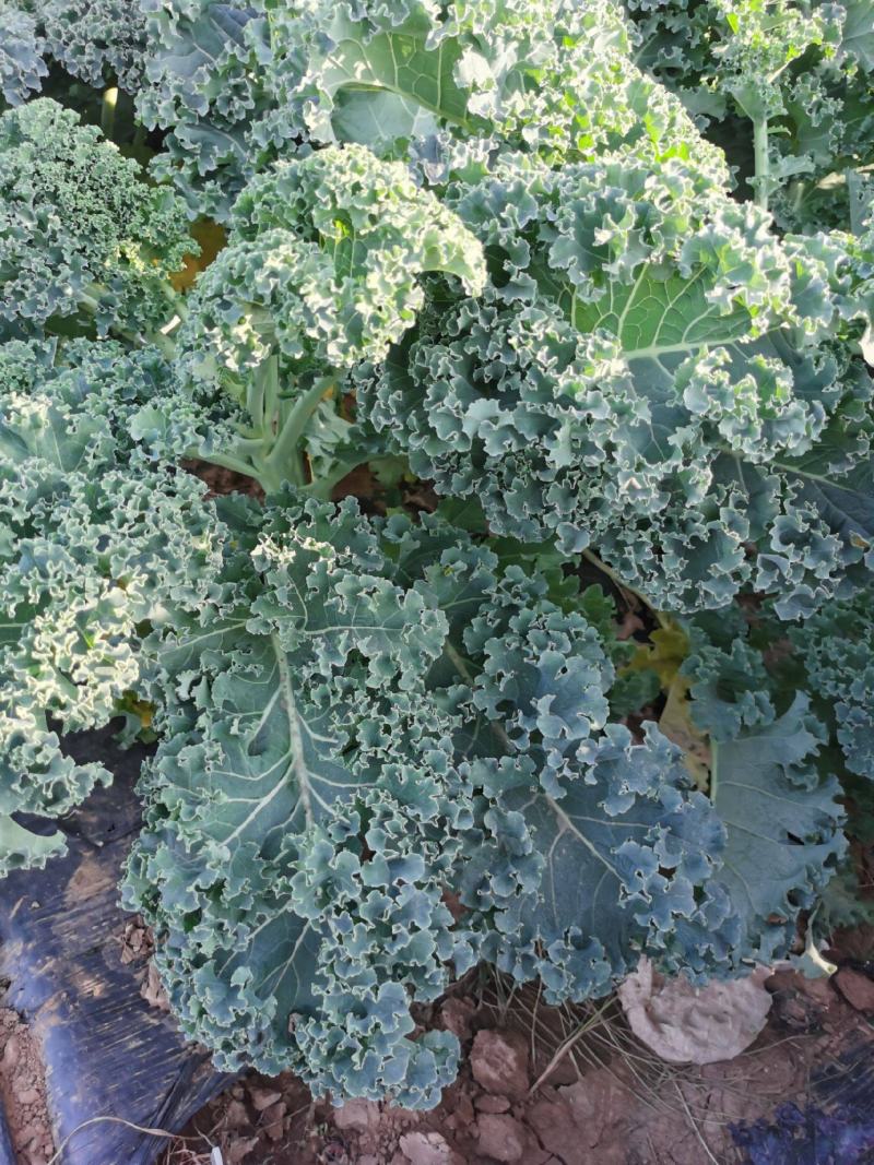 进口羽衣甘蓝种子羽衣甘蓝苗维塔萨蔬菜种子观赏食用四季阳台