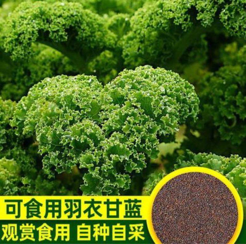 进口羽衣甘蓝种子羽衣甘蓝苗维塔萨蔬菜种子观赏食用四季阳台