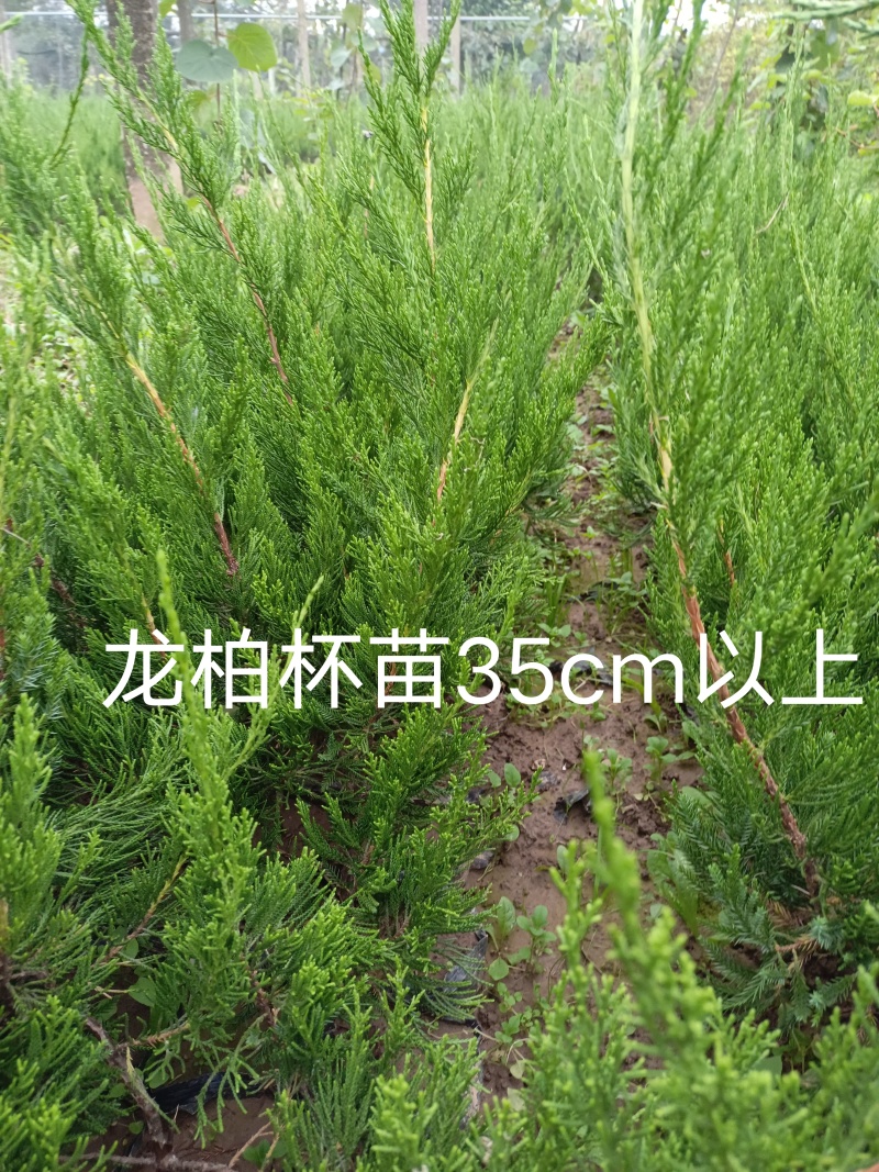 龙柏苗杯苗