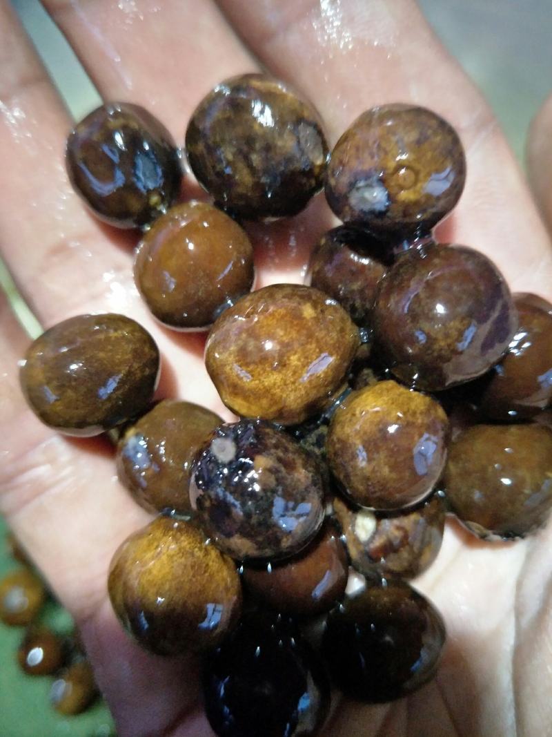 鸡头米种子，芡实种子