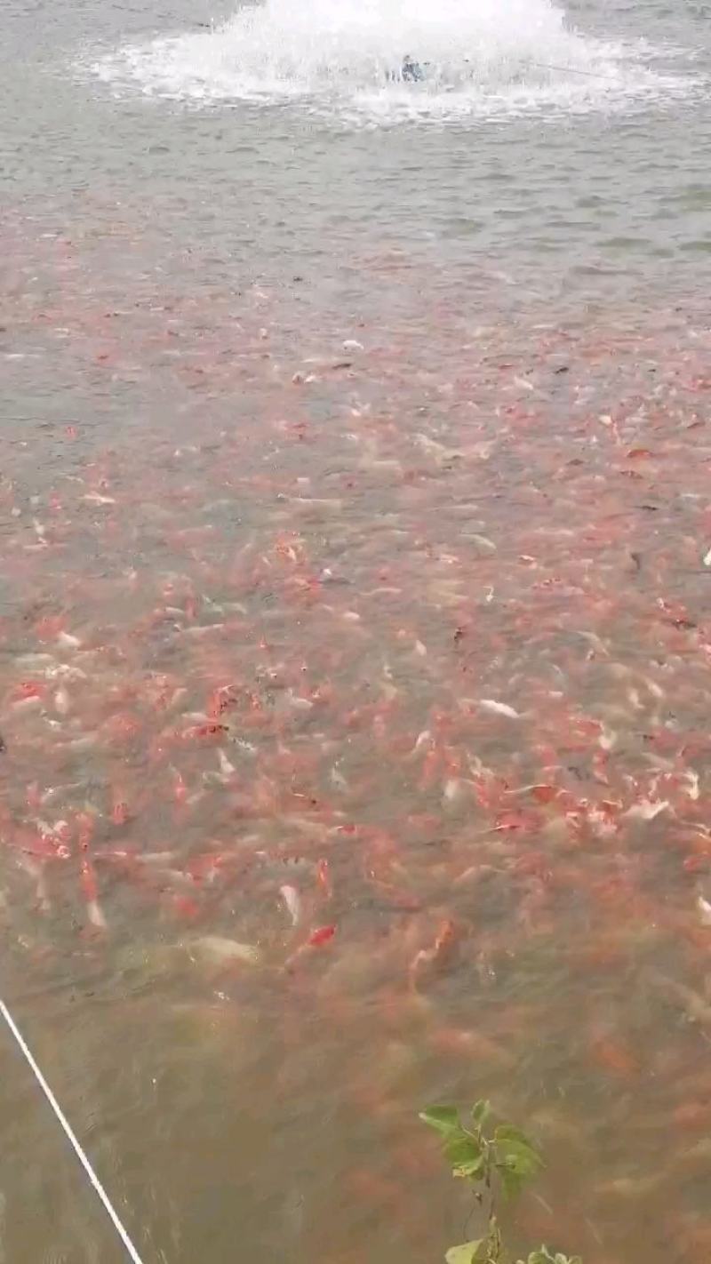 三四两到七八两的红白三色锦鲤，联系