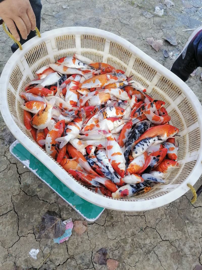 三四两到七八两的红白三色锦鲤，联系