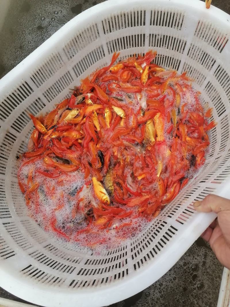 小红草，一斤80-120尾的小红草