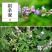 黄荆树批发黄荆条树，荆条苗，绿化荆条苗，蜜源树苗