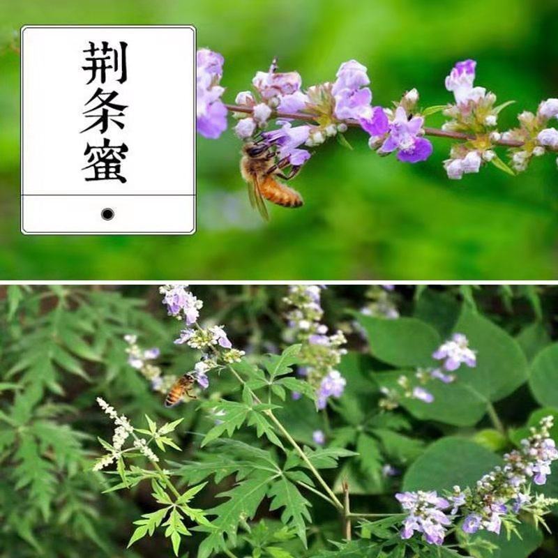 黄荆树批发黄荆条树，荆条苗，绿化荆条苗，蜜源树苗
