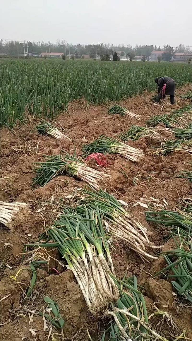 大葱山东菏泽曹县铁杆大葱长白大葱，培育各种葱苗