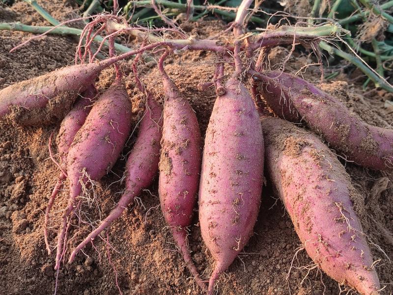 玛莎莉红薯、日系品种玛莎莉黄金薯软糯香甜