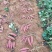 玛莎莉红薯、日系品种玛莎莉黄金薯软糯香甜