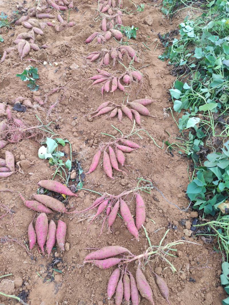 玛莎莉红薯、日系品种玛莎莉黄金薯软糯香甜