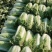 北京三号白菜净菜4~6斤