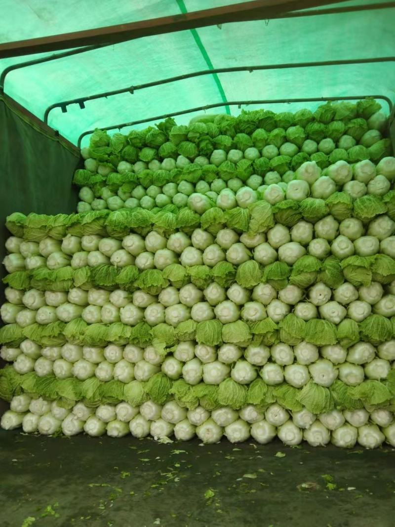 北京三号白菜净菜4~6斤