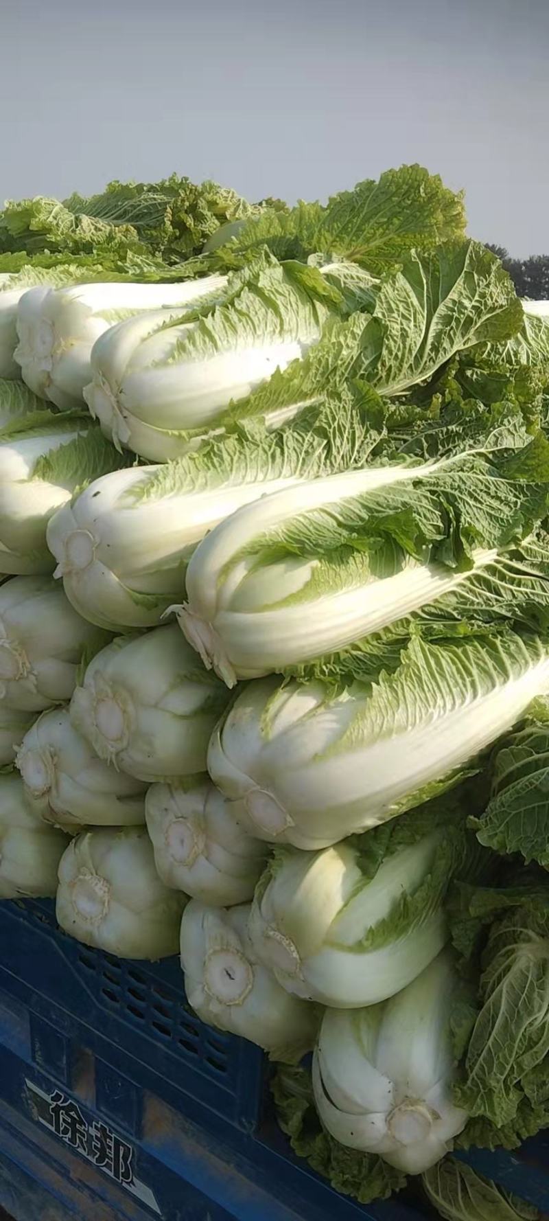 蔬菜，北京新三号大白菜，产地直发，货源充足！