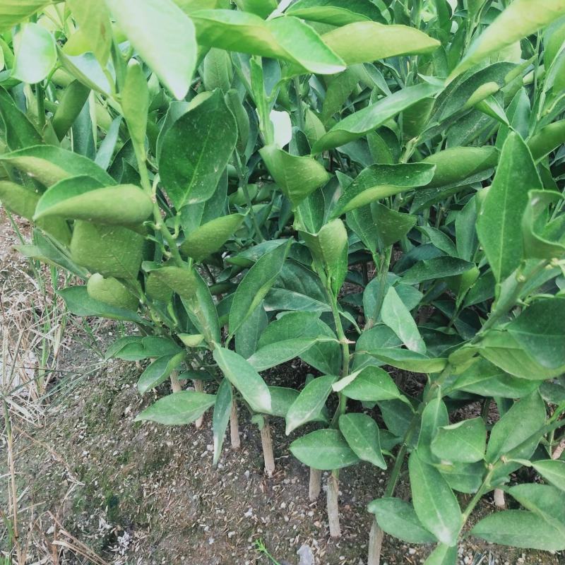 长叶香橙柑橘的新品种好管理产量高