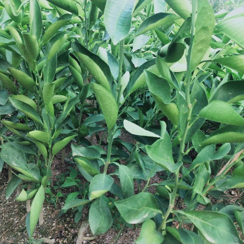 长叶香橙柑橘的新品种好管理产量高