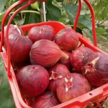 无花果波姬紅苗出售中