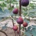 无花果波姬紅苗出售中