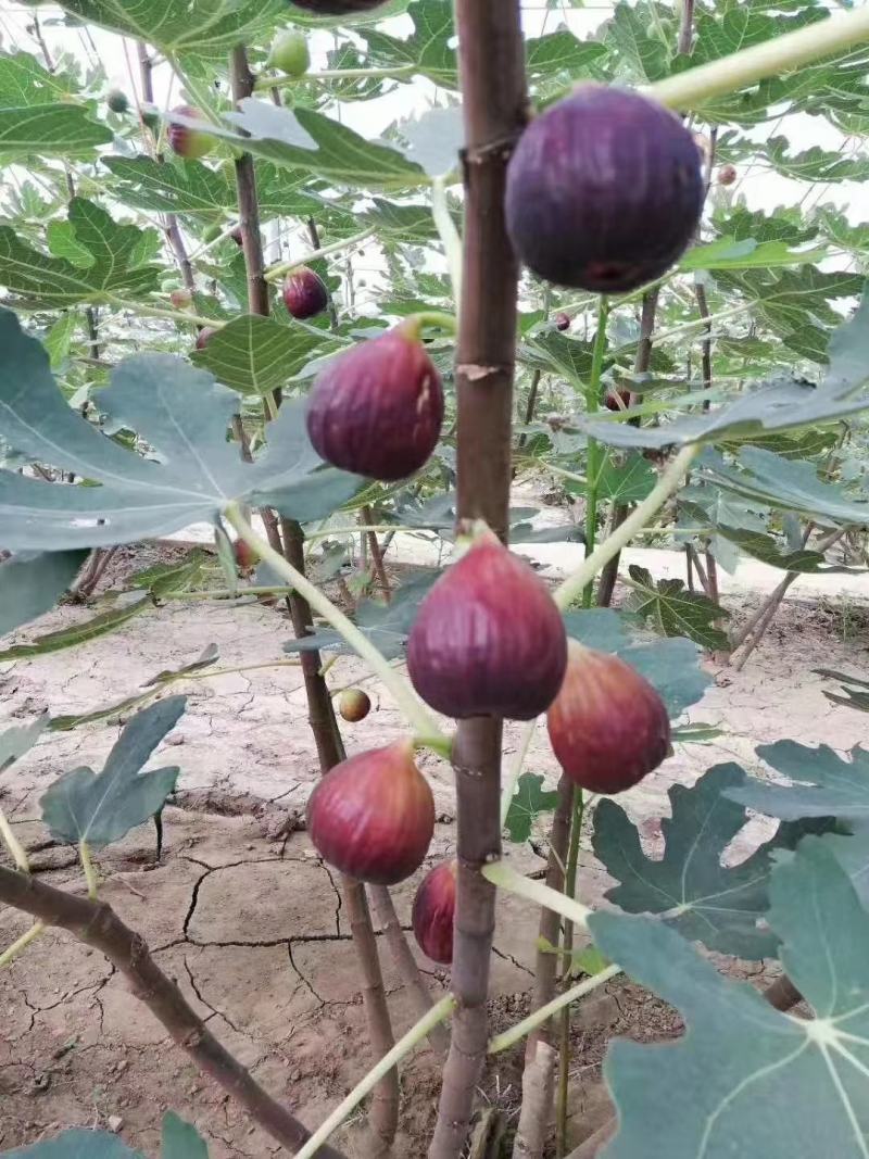 无花果波姬紅苗出售中