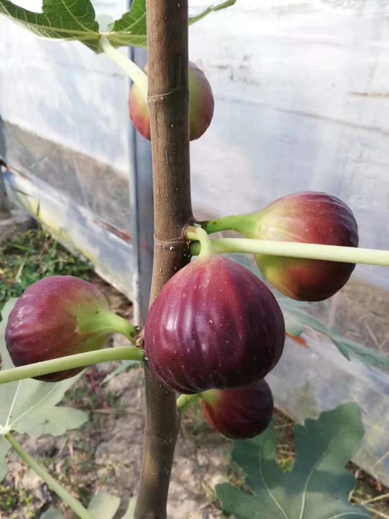 无花果波姬紅苗出售中