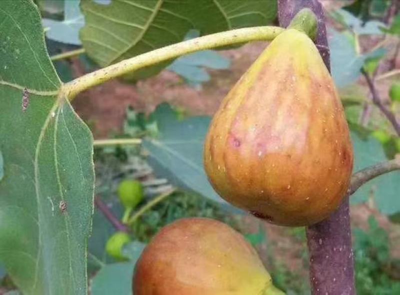 无花果波姬紅苗出售中