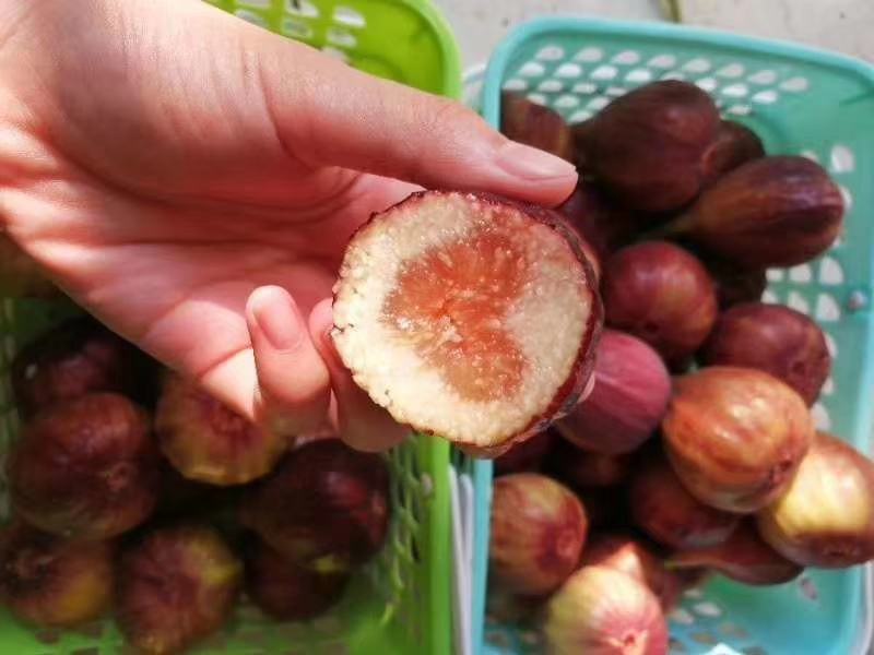 无花果波姬紅苗出售中