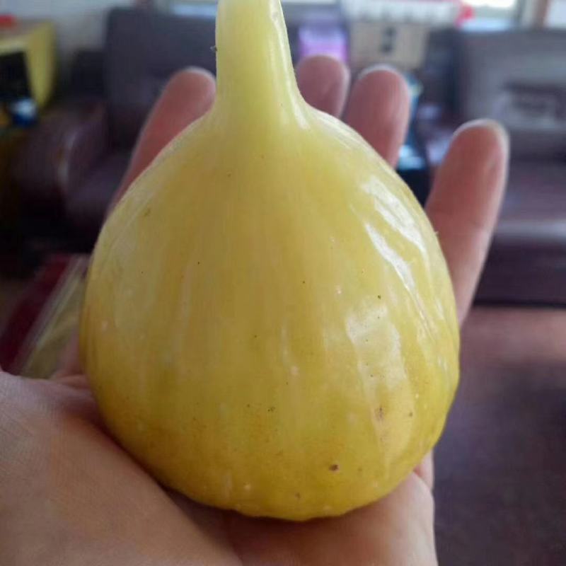 无花果波姬紅苗出售中