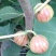 无花果波姬紅苗出售中