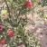 无花果波姬紅苗出售中