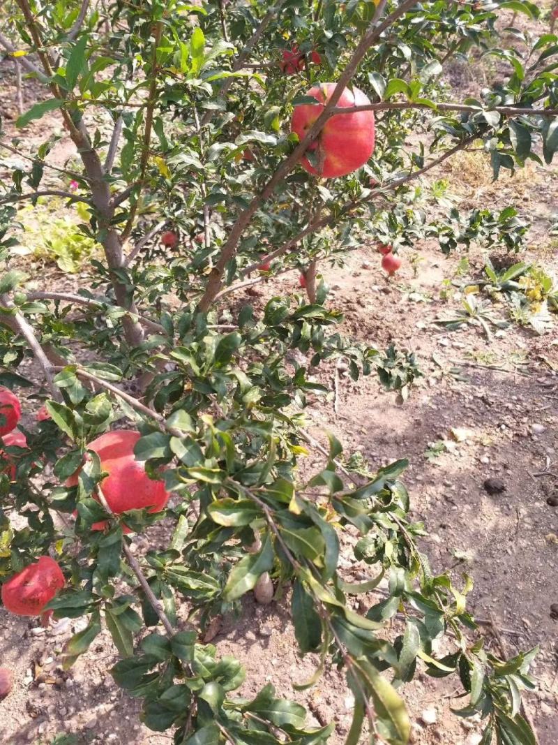 无花果波姬紅苗出售中