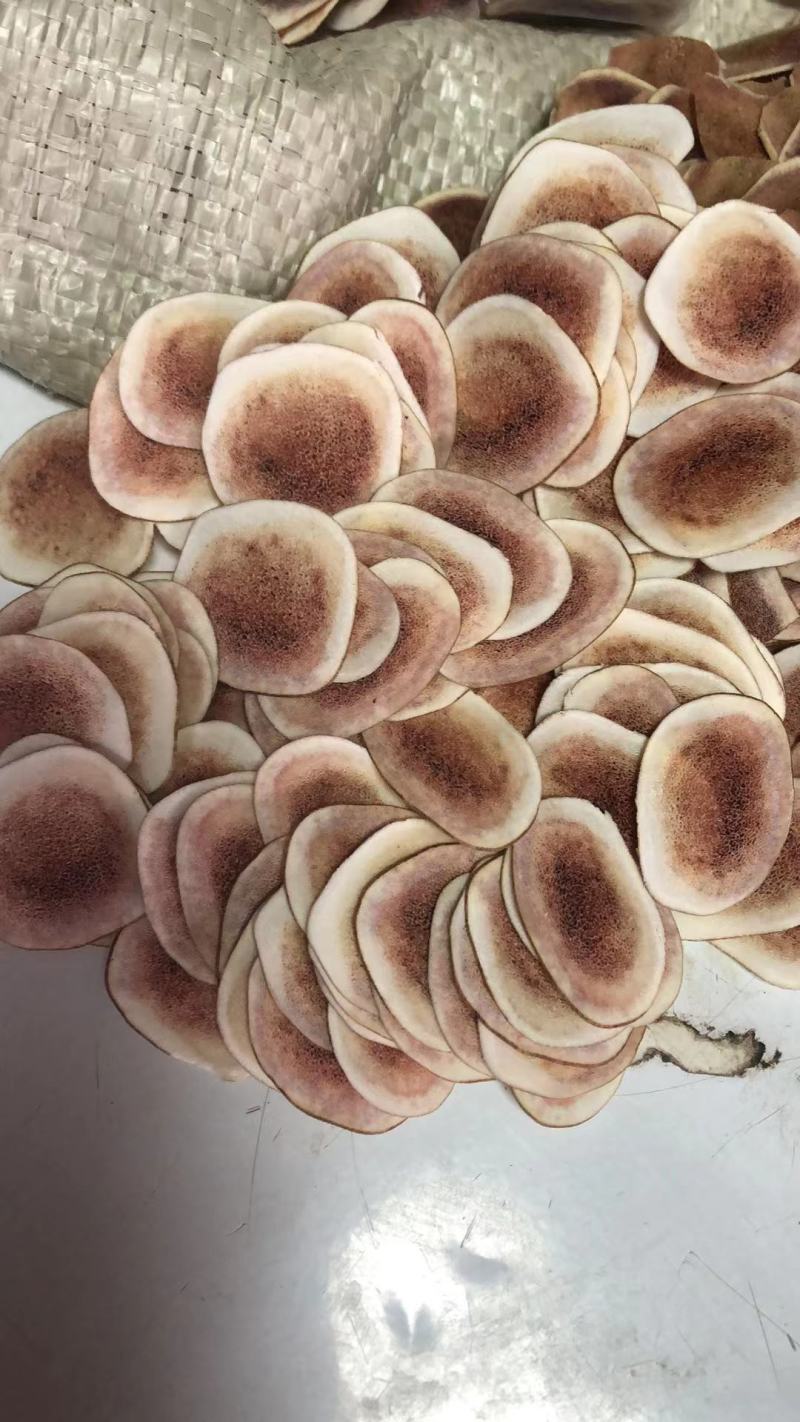 鹿茸片干片血片红心片干鹿茸片大量批发