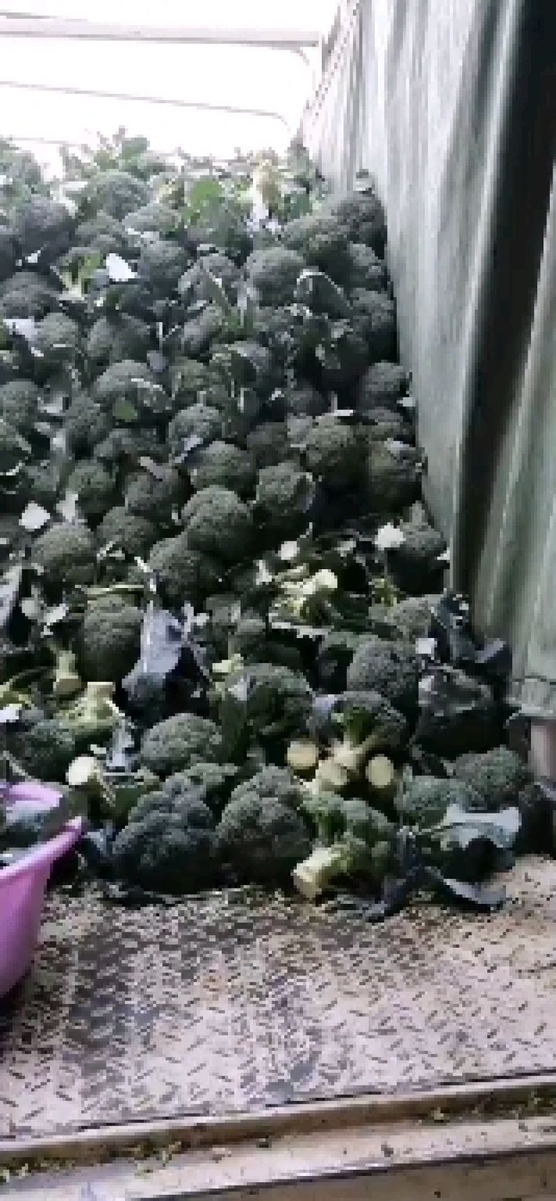 精品西兰花，颜色纯正，口感好代收代发全国各地。