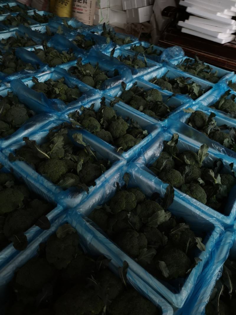 精品西兰花，颜色纯正，口感好代收代发全国各地。