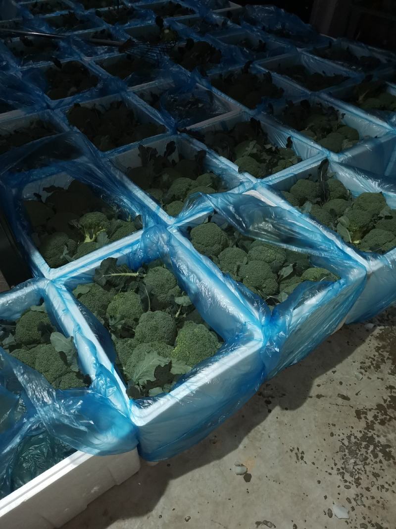 精品西兰花，颜色纯正，口感好代收代发全国各地。
