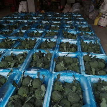 精品西兰花，颜色纯正，口感好代收代发全国各地。