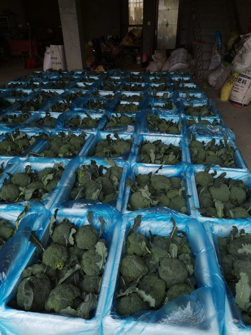 精品西兰花，颜色纯正，口感好代收代发全国各地。