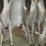 双阳鹿乡鹿肉白条整只去毛30斤至170斤冷链发货