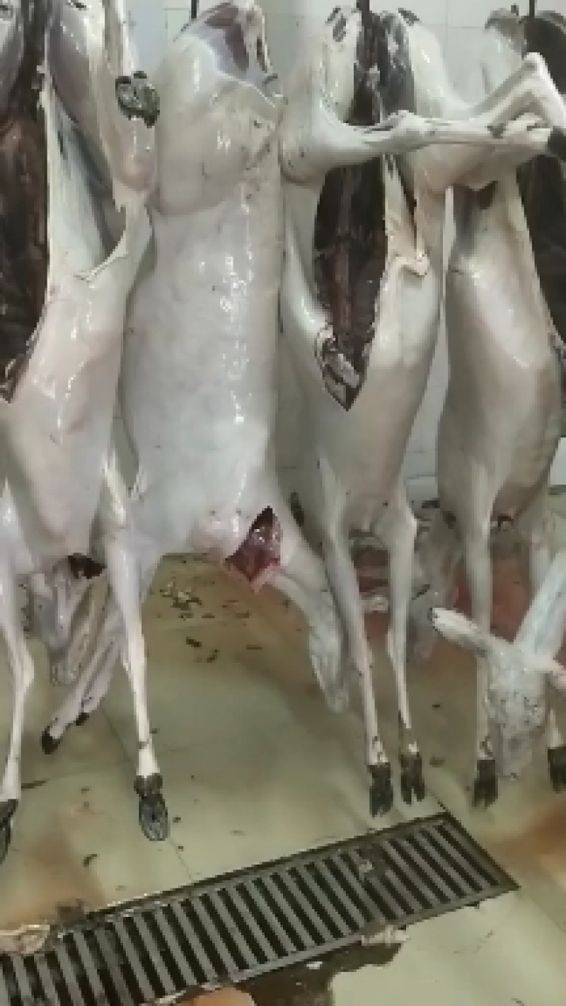 双阳鹿乡鹿肉白条整只去毛30斤至170斤冷链发货