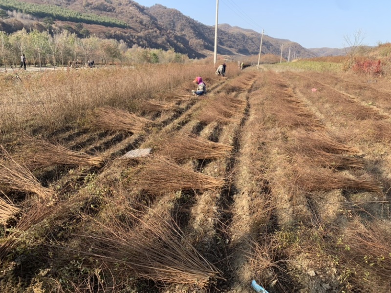 雪柳基地供应60-1.2米高雪柳干枝大量