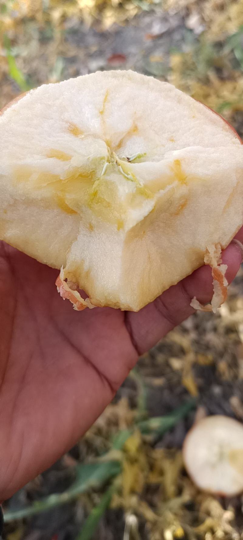 阿克苏冰糖心苹果大量上市，职业代发代收，信誉第一视频看货