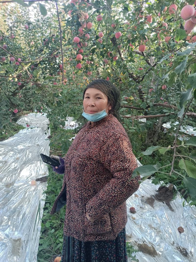 阿克苏冰糖心苹果大量上市，职业代发代收，信誉第一视频看货