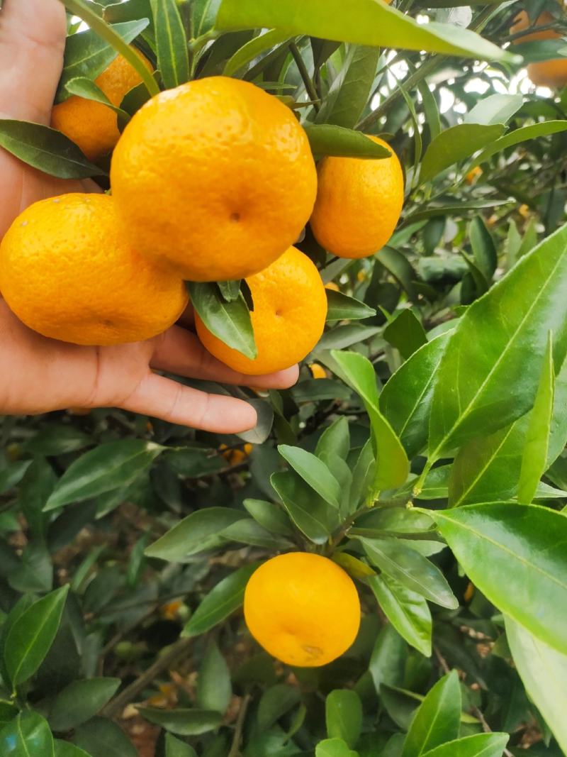 广西全州（棉桔)蜜广（臭皮柑），果面干净，口感化渣。